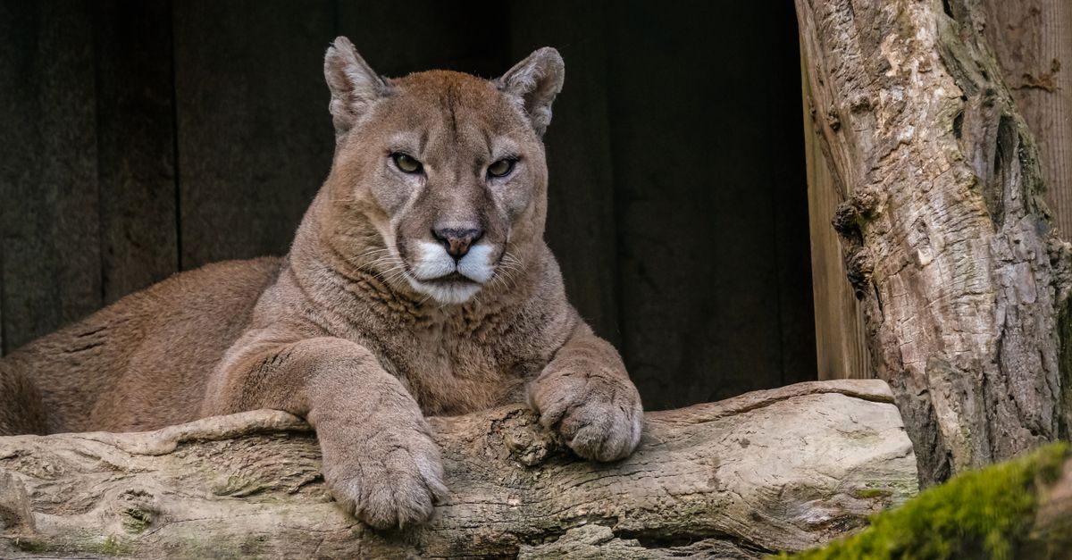 Close-up of a majestic cougar resting on a log in its natural habitat.